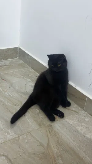 قطط سكوتش فواد ذكر للتزاوج