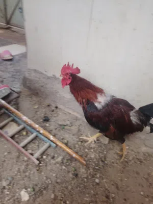 ديك عرب عراقي احمر