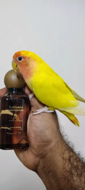 trained love bird for sale