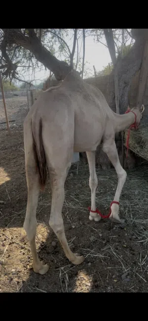 بكره فطيم تسفر حجه بكره من مربط طيب