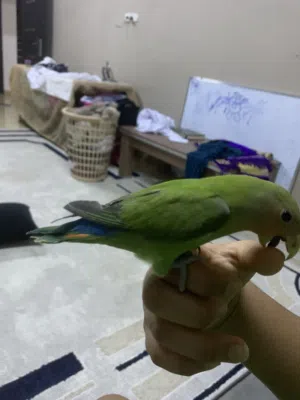 الطير نوع الروز