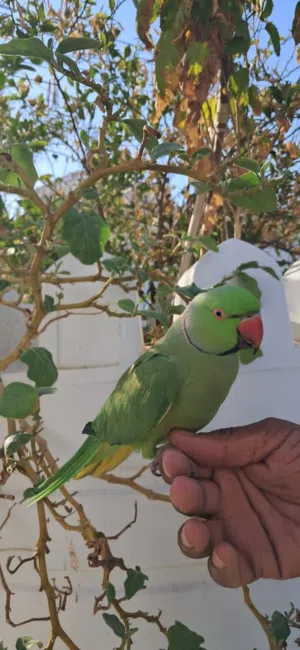للبيع ذكر الدره شبه اليف ومتكلم