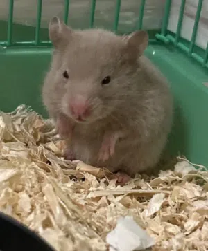 Cute rare color hamster