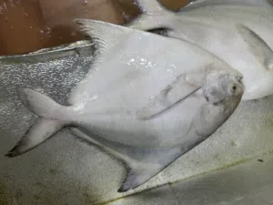 اسماك البحر