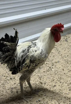ديك برنكز ابيض فضي