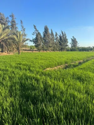 فرصة مميزة: 6 فدادين أرض زراعية + قطعة سكنية بموقع استراتيجي أمام مديرية أمن المنصورة الجديدة