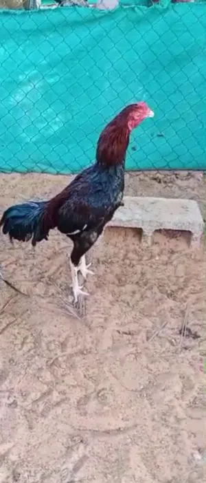 ديك باكستاني