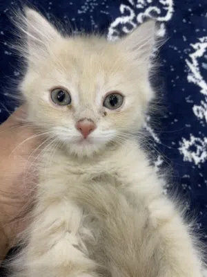 للبيع قطط كيتن العمر شهرين