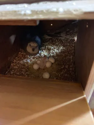 beautiful , clean, and healthy cockatiel pair , 3 yrs old