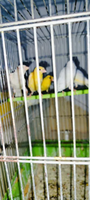 جوز كناري ابيض معه 4 فراخ ما شاء الله تبارك الله