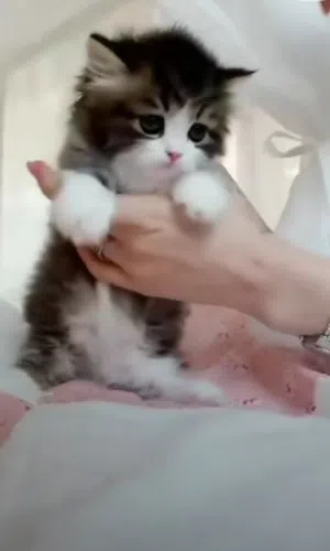 قطقوط دلوع ودبدوب ونضيف جدا