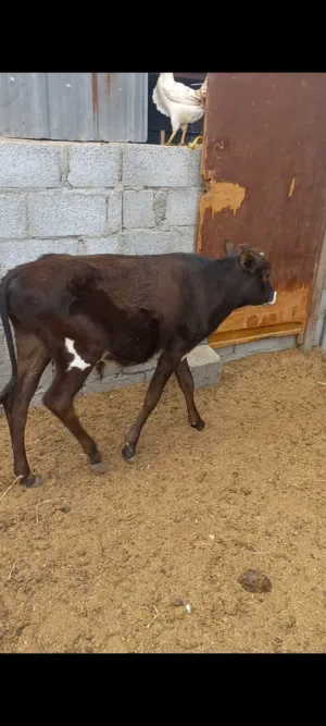 عجلات و عجاله الدار  حلال سمين البريمي