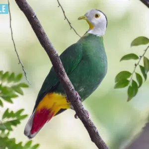 birds om3ni.112 