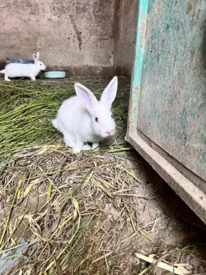 ارانب للبيع هولندي عماني الحجم فوق المتوسط