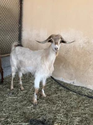 تيس محلي مخصاي