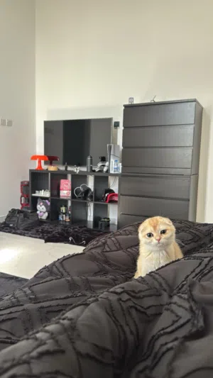 سكوتش فولد العمر 3 شهور