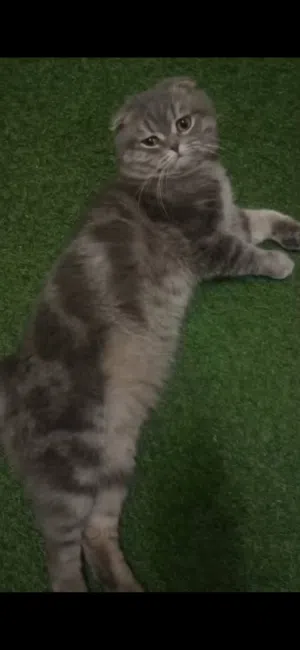 قط Scottish Fold  سكوتش فولد