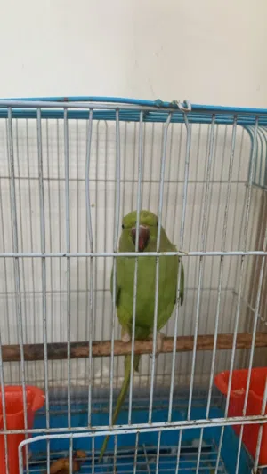 دره وحشي مكطعوعه رجله