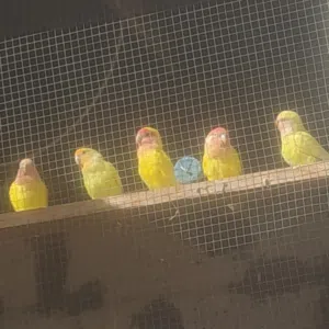 عبدالمنعم شهبون 