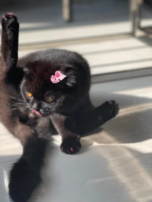 Scottish Fold