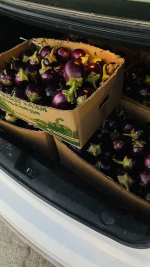 بيذنجان طازج