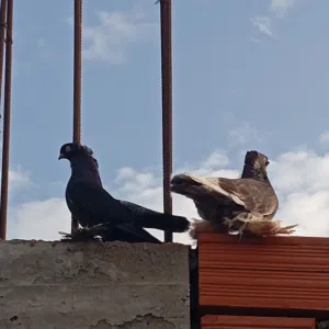 كوبيه هزاز