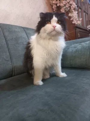 قط للتزاوج مجانًا
