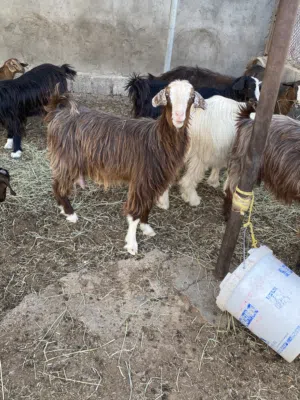 شاه عمانيه