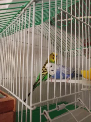 كوبيا بقلينو مصوقرا ربي يبارك