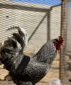 سلام عليكم جمعتكم مباركة متوفر فروج فرنساوي للبيع موصفات الله يبارك