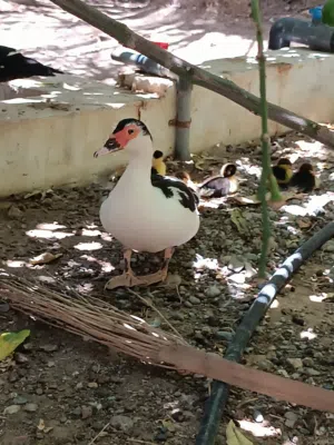 للبيع بط مصري