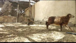 كبش عماني مكراني أصيل من سلالة الجبل