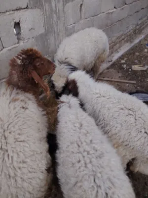 طليان للبيع 4 اثنان نثايه واثنان فحله