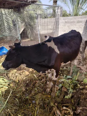 بقره ضفاريه