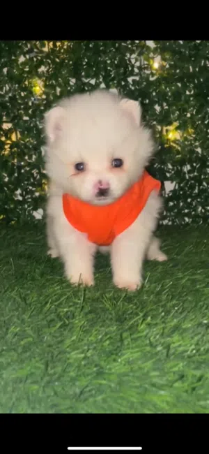 pomeranian male and female maltipoo male and female 60 days vaccination and passport available