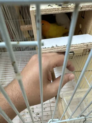 Breeder Pair for Sale with 2 Chicks  زوج مربي  مع 2 فرخ- Sold Alhamdulillah