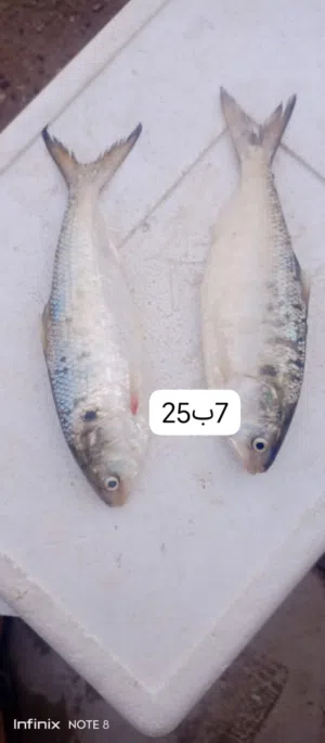 سمك للبيع