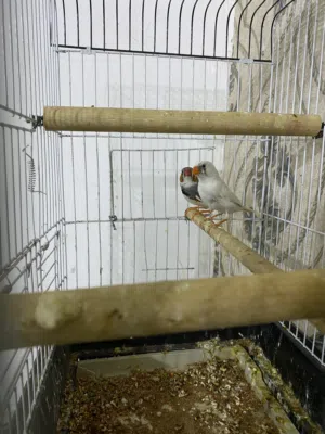 زوج فناجس للبيع السعر بالوصف