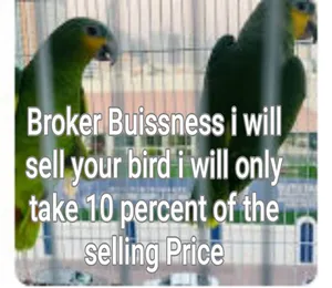 Parrot Broker Services