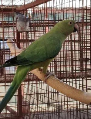 بغبغاء انثئ