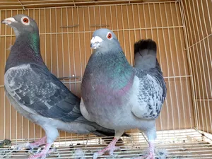 زأجل سباق..من هواه أبطال المملكة للزأجل السباق.أجواز منتجة..وطبات جاهزة للتثب دماء فوز وتصليح أبطال