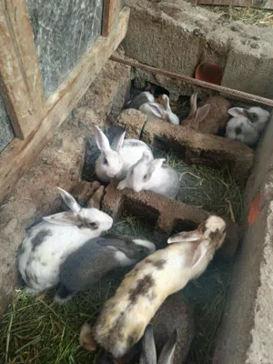 ارانب عمانيات