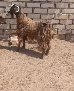زوز جديان كزيوني ربي يبارك