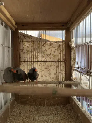 عصافير زيبرة