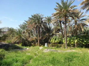 Farm Land for Sale in Al Dakhiliya Sumail