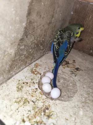 زوجين وتك طيور الحب هاجرمو زوج جواهن بيض طيور مضمونات