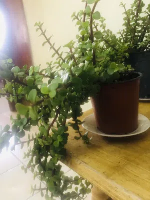 Zade plant
