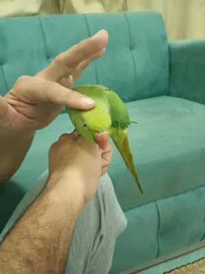 للبيع طير متوا الليف