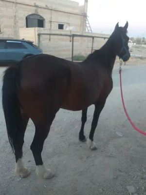 Horses1