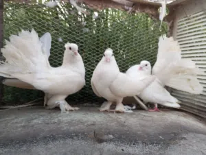 حمام شمسي منتج وبصحه ممتازه